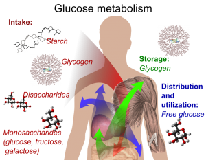 Metabolisme Glukosa