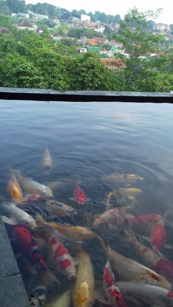 Ikan Koi di Restaurant Pajajaran Suites Hotel Bogor