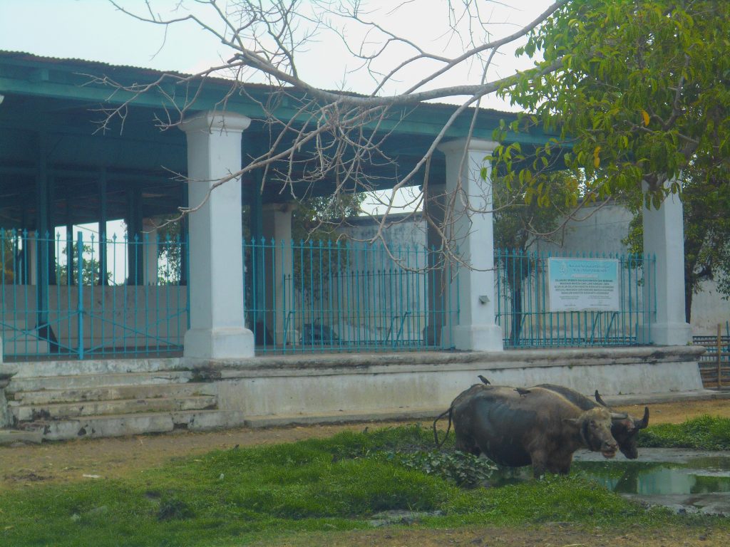 Kebo Kyai Slamet di Keraton Surakarta Hadiningrat