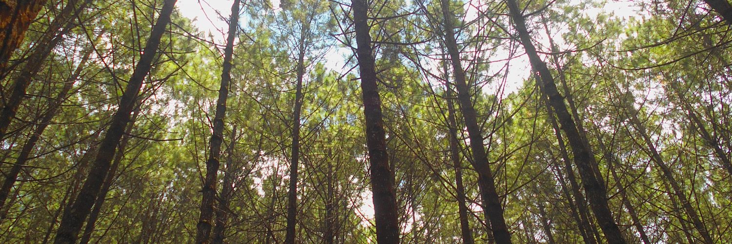 Hutan Pinus Karacak Valley