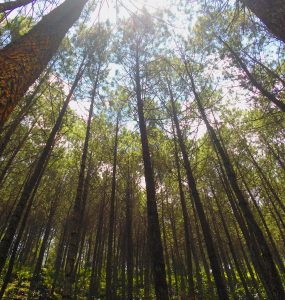 Hutan Pinus Karacak Valley