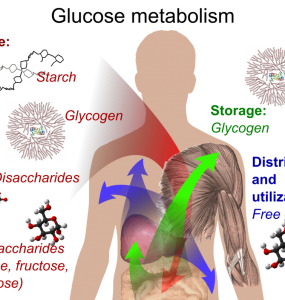 Metabolisme Glukosa