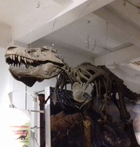 Night at the Museum Geologi