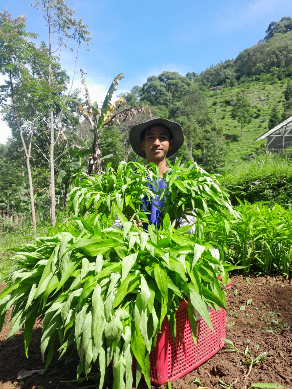 Panen Kebun